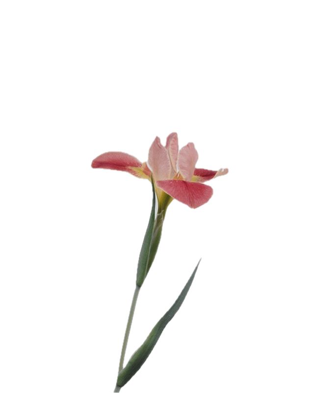 Test Image
